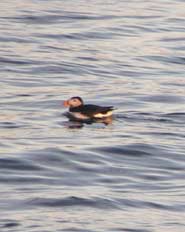 Puffin Tours Monhegan Island